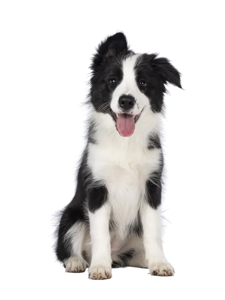 chiot